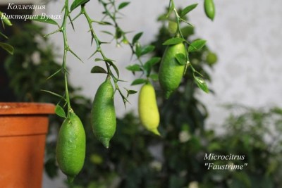 icrocitrus Faustrime1 - 